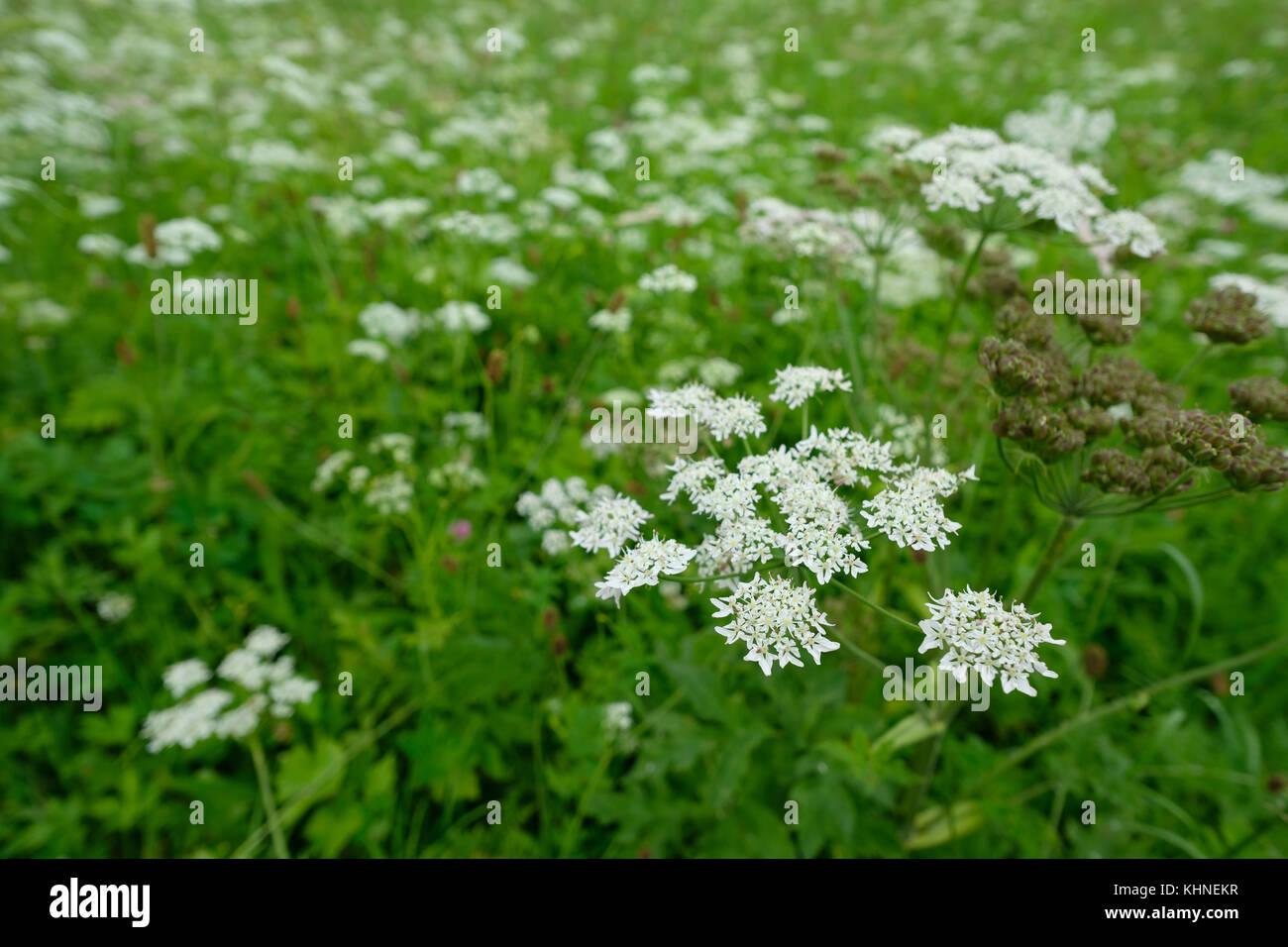 Yarrow (Achillea) on a green meadow in summer Stock Photo