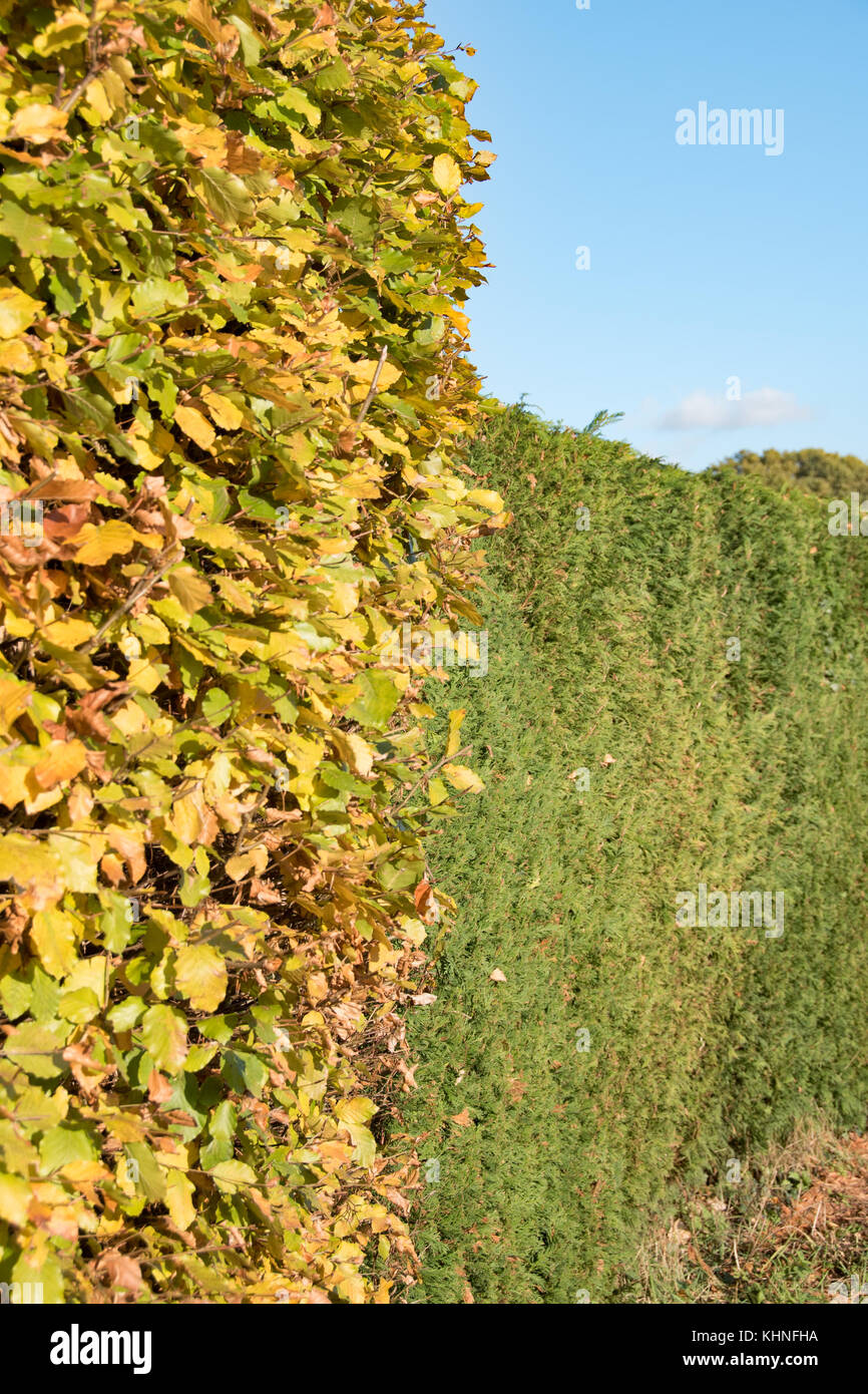 Contrasting beech and conifer hedging Stock Photo