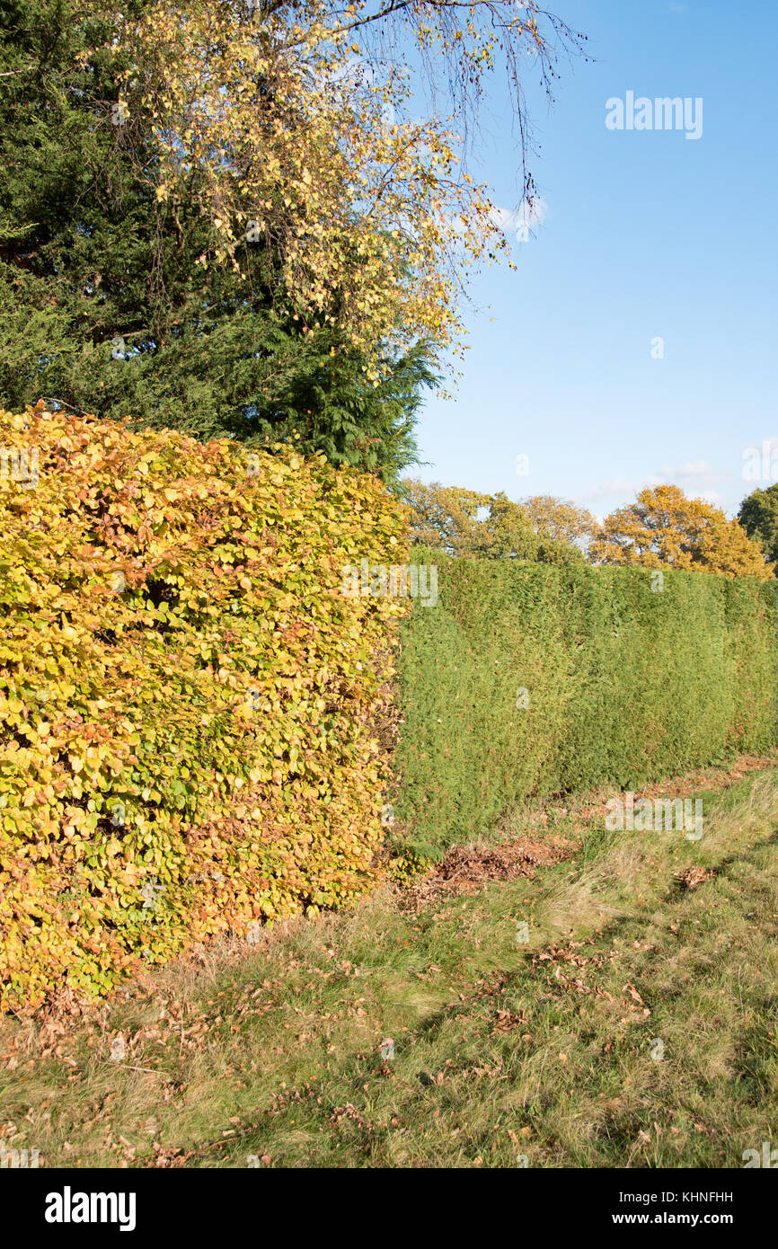 Contrasting beech and conifer hedging Stock Photo