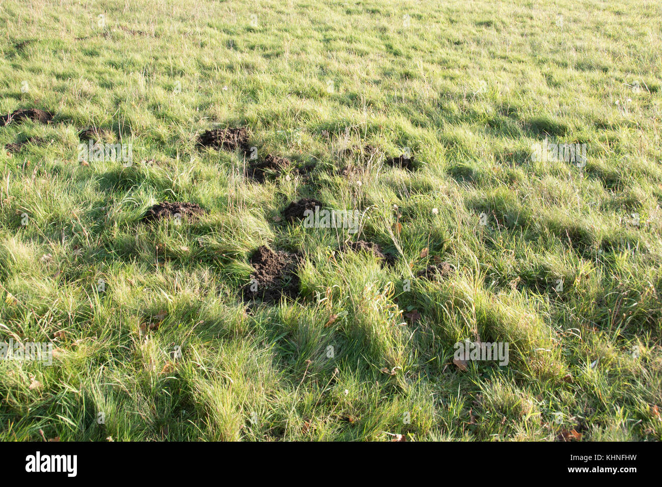 Molehills in an English pasture... Stock Photo