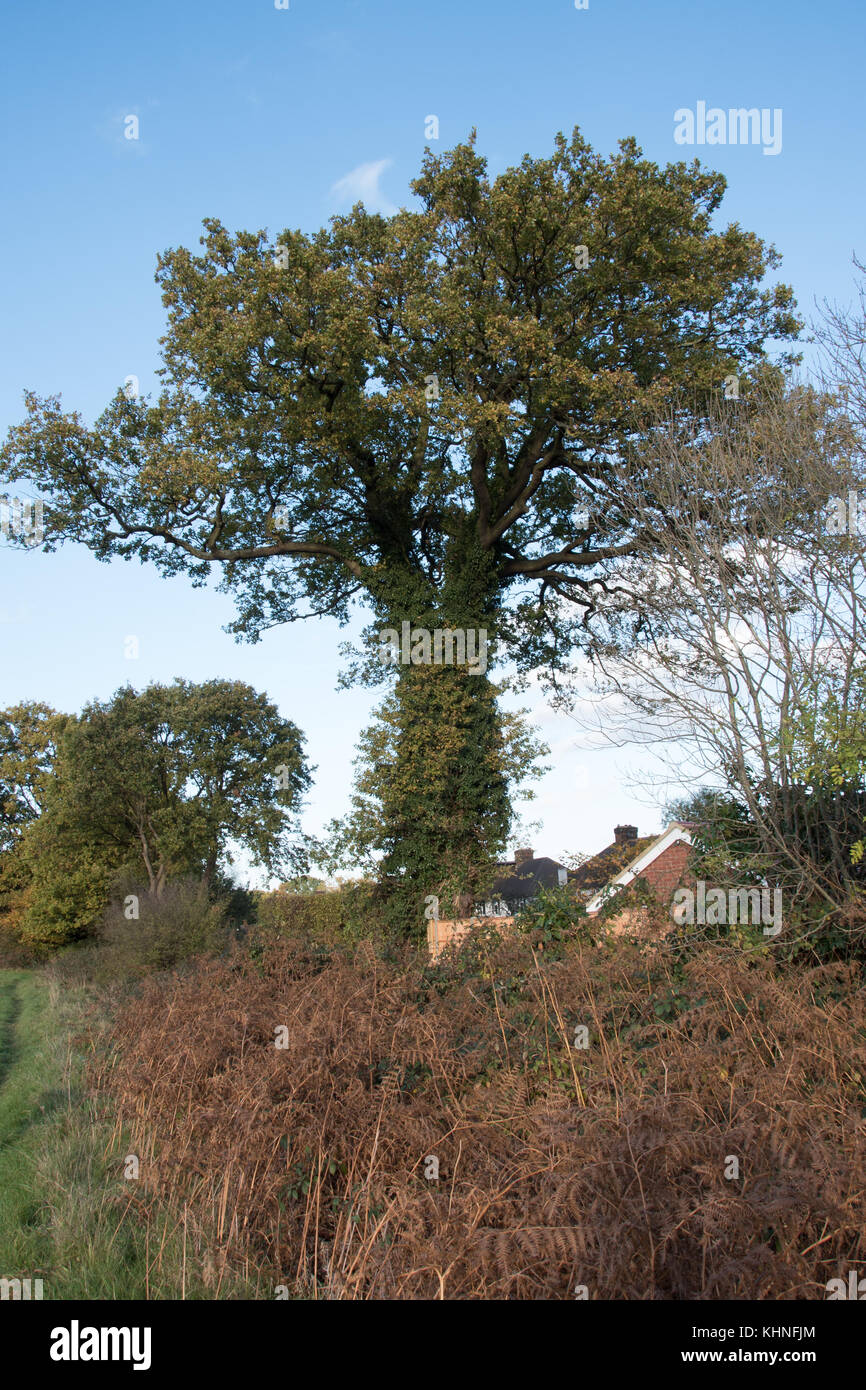 Ivy climbing an English oak tree Stock Photo