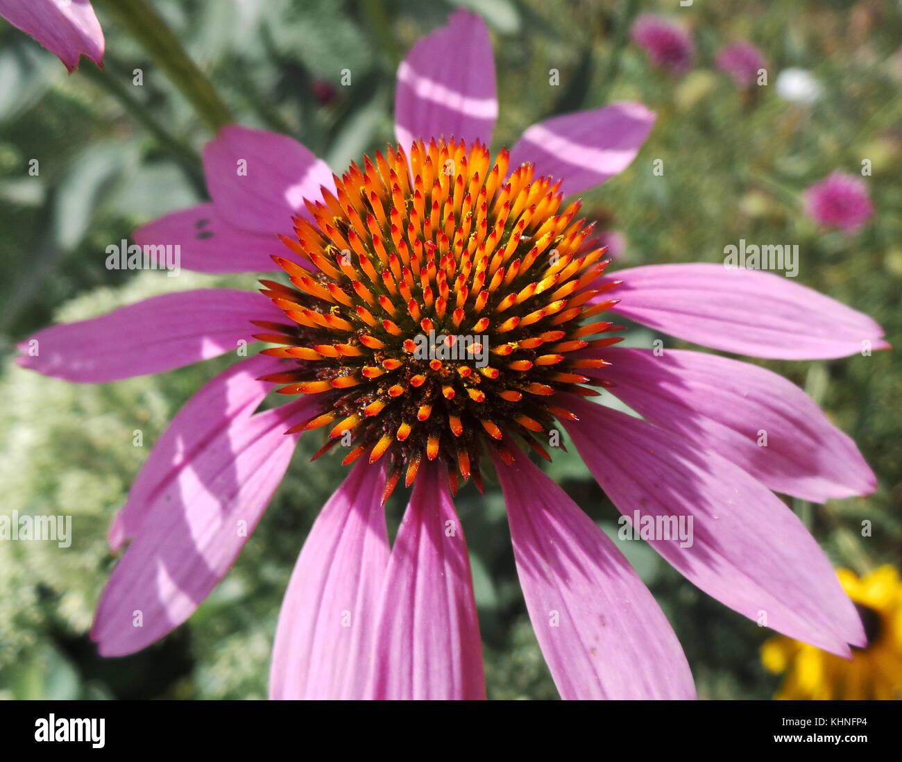 A Pink Petalled flower with a large Bulbous orange centre Stock Photo