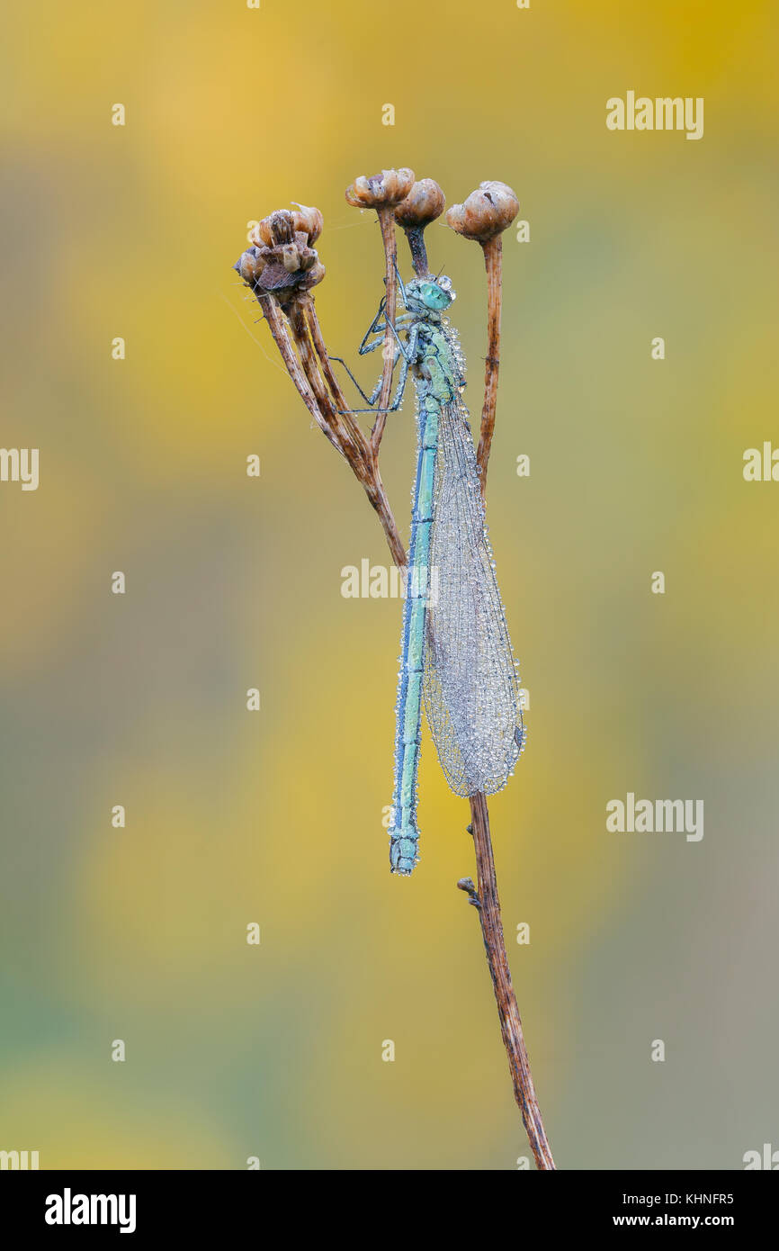 Beautiful nature scene with dragonfly .Dragonfly in the nature habitat
