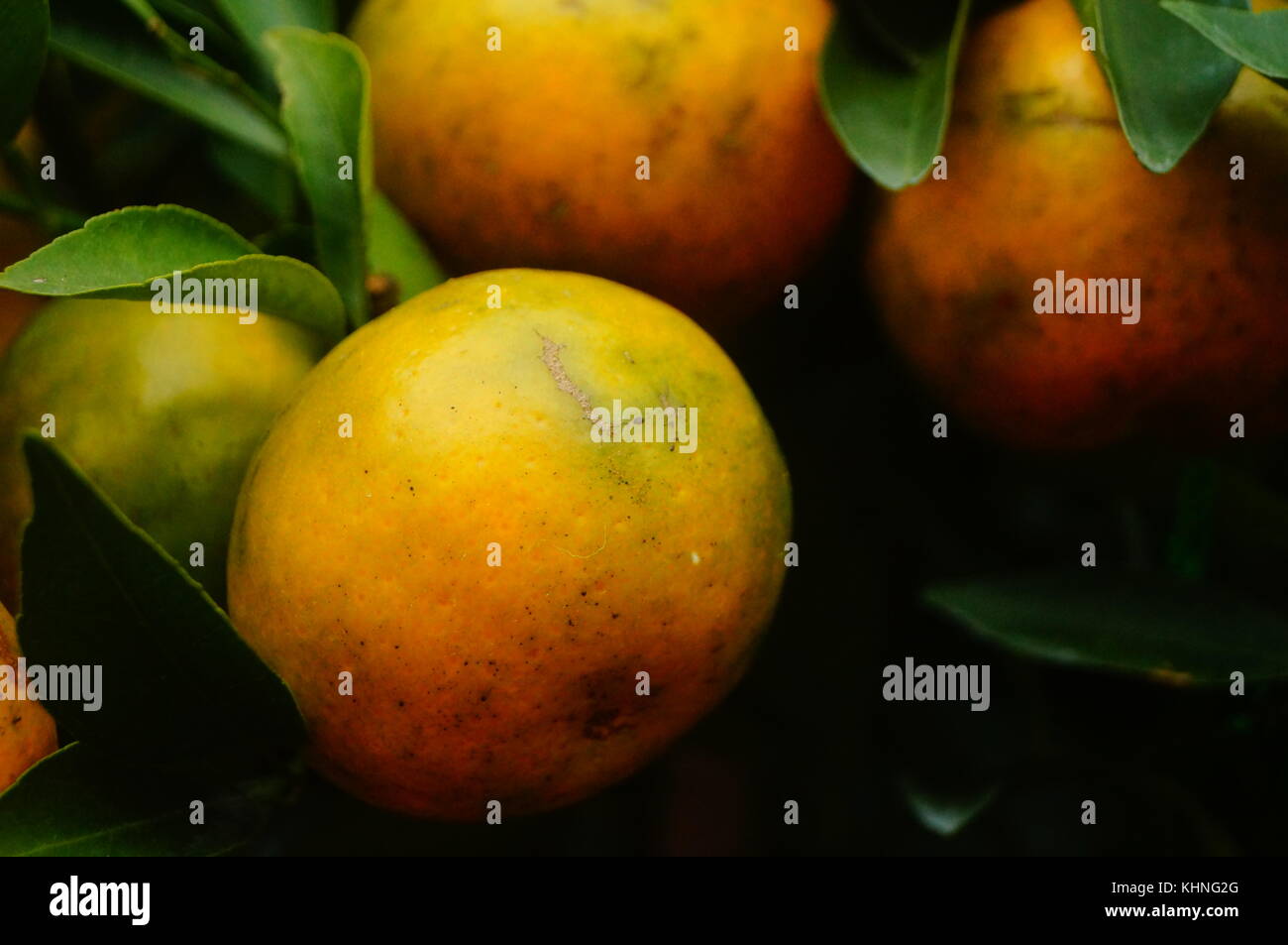 Over Ripe Ornages The oranges are ripe and hung on the orange tree Stock Photo - Alamy