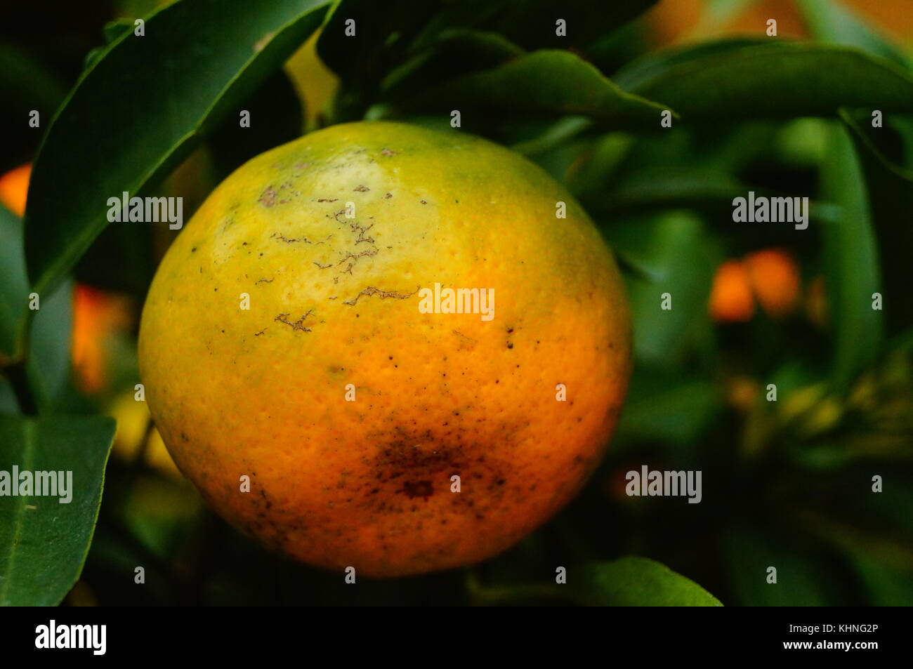 Over Ripe Ornages The oranges are ripe and hung on the orange tree Stock Photo - Alamy