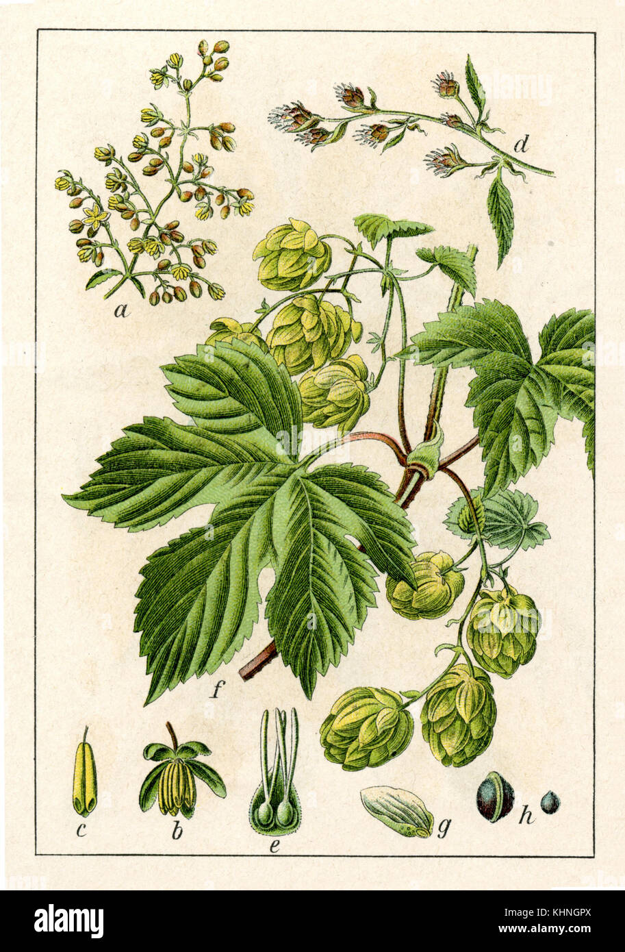 Hops, Common <Humulus lupulus> (Hopfen, Gewöhnlicher <Humulus lupulus>) Stock Photo