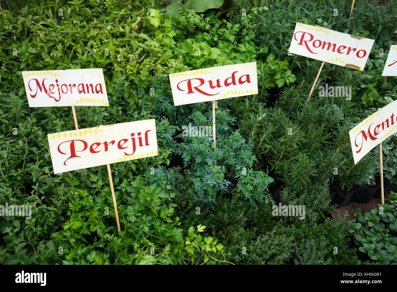 variety of garden herbs for sale at vendor in san miguel de allende mexico Stock Photo