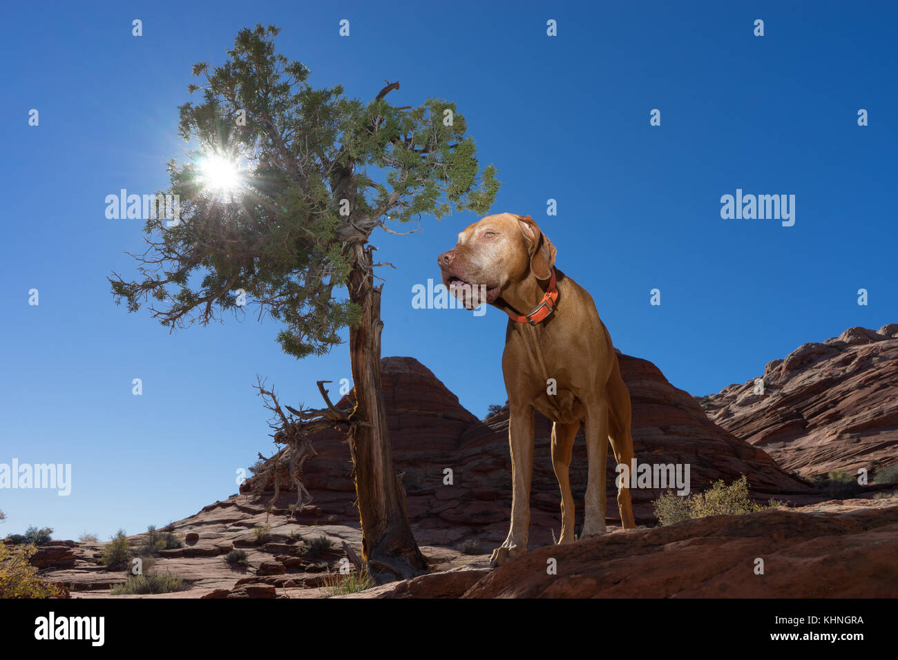 hiking with dog at Coyote Butte Arizona Stock Photo Alamy