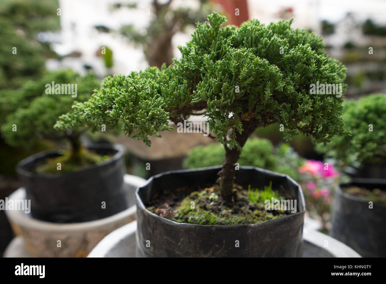 potted bonsai tree Stock Photo Alamy