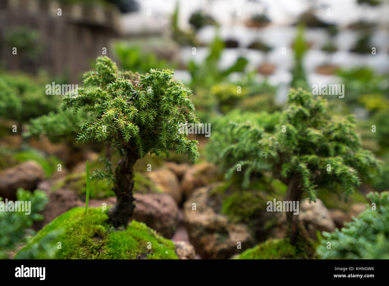 potted bonsai tree Stock Photo Alamy