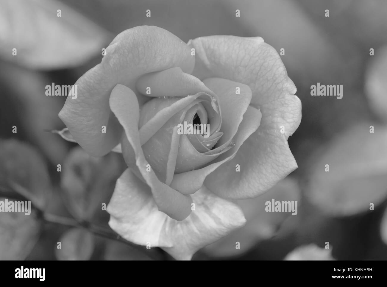 Rose in black and white Stock Photo Alamy
