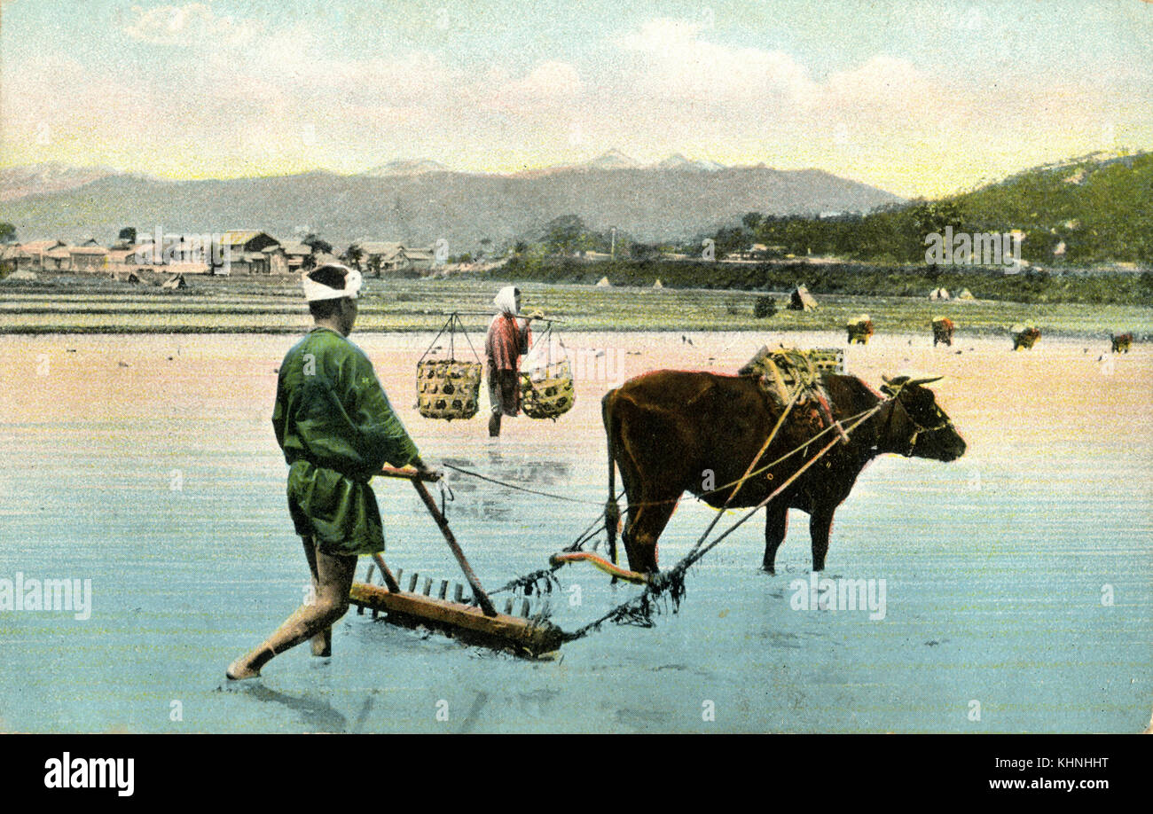 Japanese farmers working on a rice field with an ox (Japanischer Bauer beim Bestellen eines Reisfeldes mit einem Rind) Stock Photo