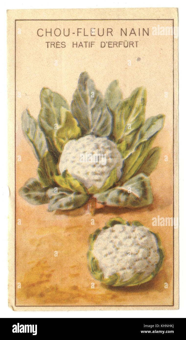Seed packets for cauliflowers, 'Chou-fleur Nain' (Samentütchen für Blumenkohl, 'Chou-fleur Nain') Stock Photo
