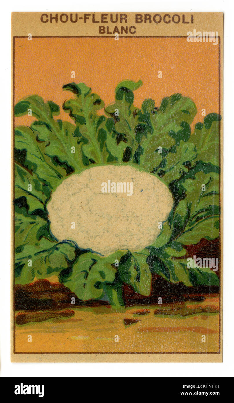 Seed packets for cauliflowers, 'Chou-fleur Brocoli blanc' (Samentütchen für Blumenkohl, 'Chou-fleur Brocoli blanc') Stock Photo