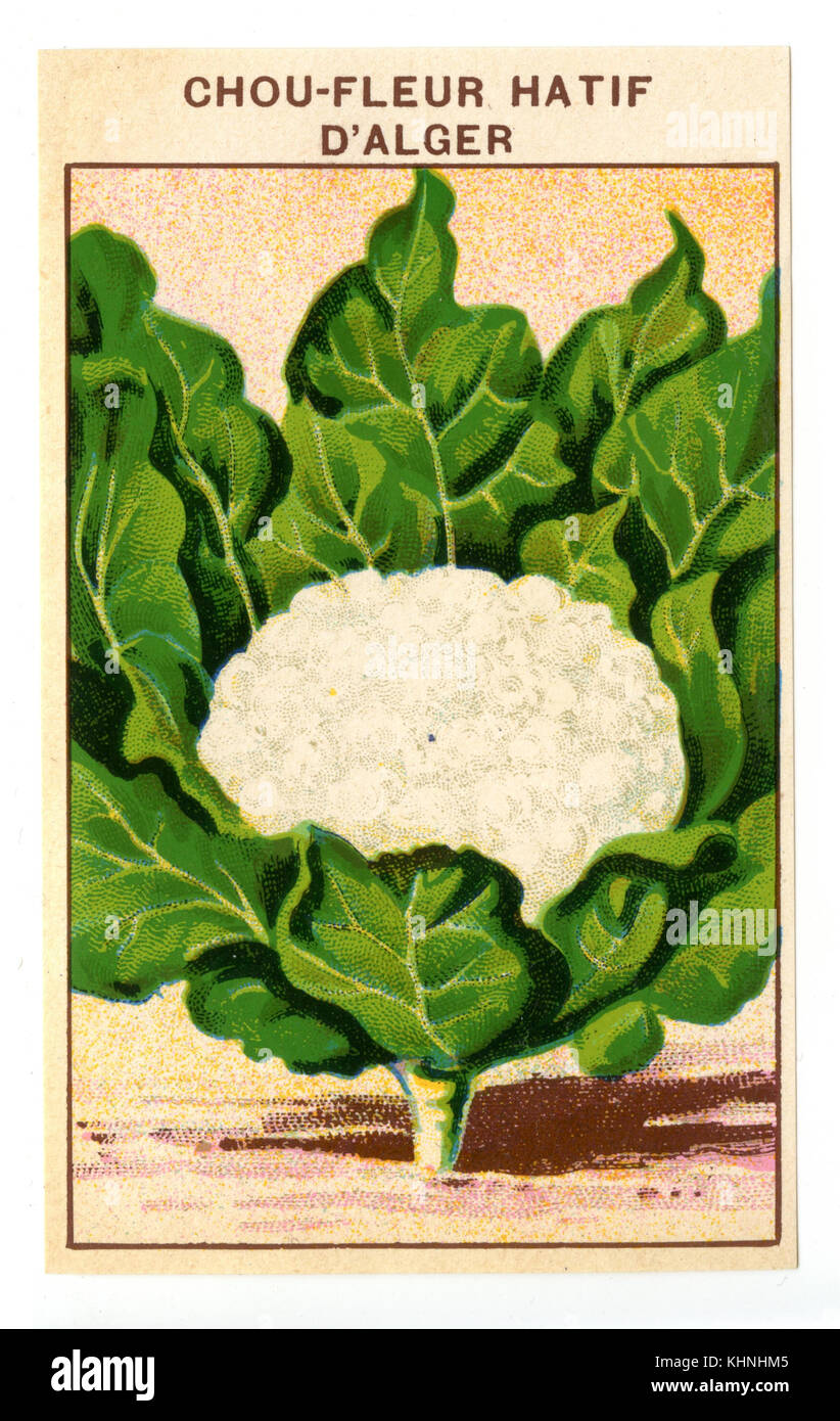 Seed packets for cauliflowers, 'Chou-fleur hatif d'Alger' (Samentütchen für Blumenkohl, 'Chou-fleur hatif d'Alger') Stock Photo