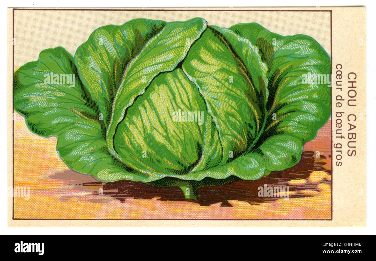 Seed packets for white cabbage, 'Chou Cabus de coeur gros beuf' (Samentütchen für Weißkohl, 'Chou cabus coeur de beuf gros') Stock Photo