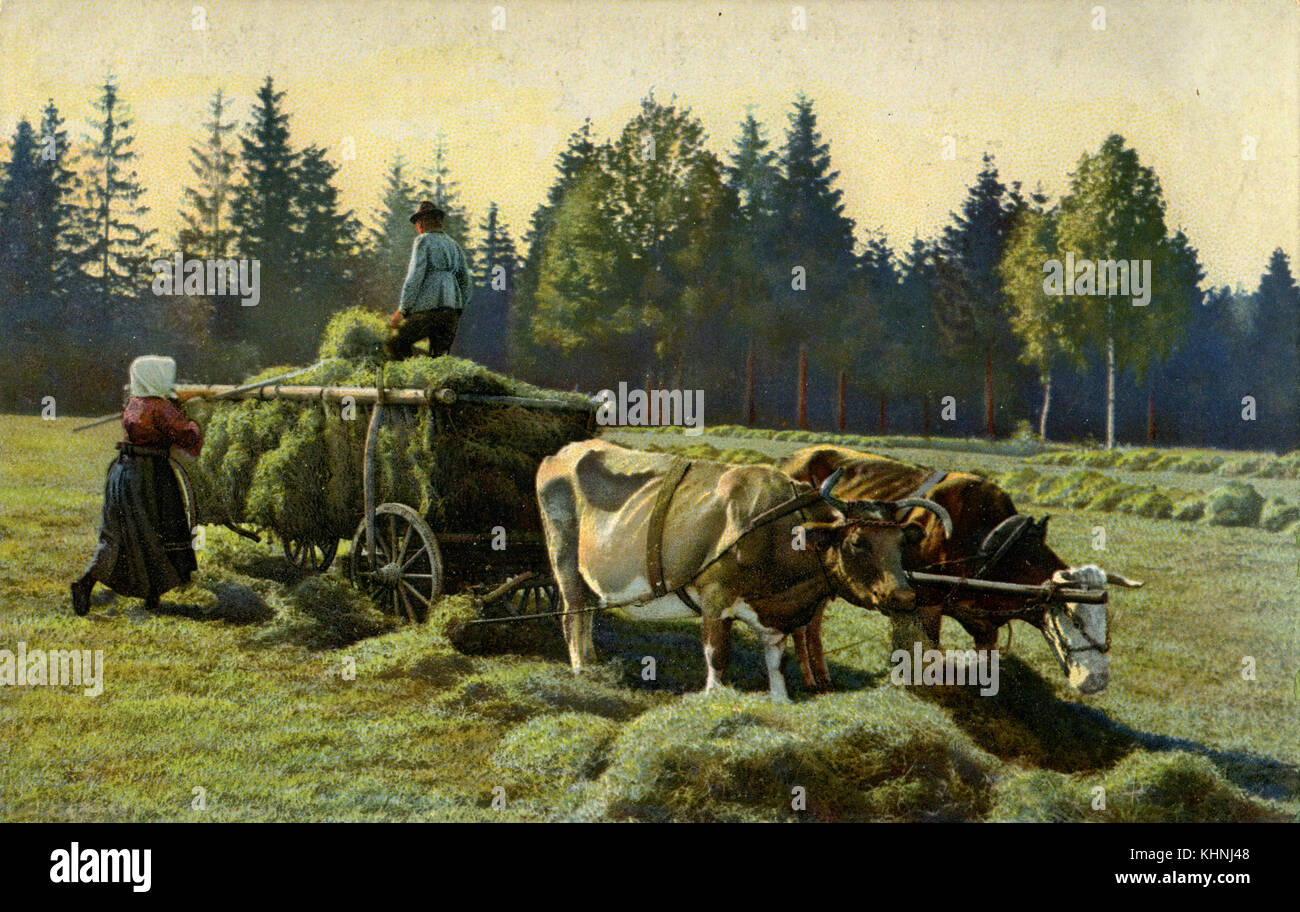 Haymaking with two cows strained before the hay wagon (Heuernte mit zwei vor den Heuwagen gespannten Kühen) Stock Photo