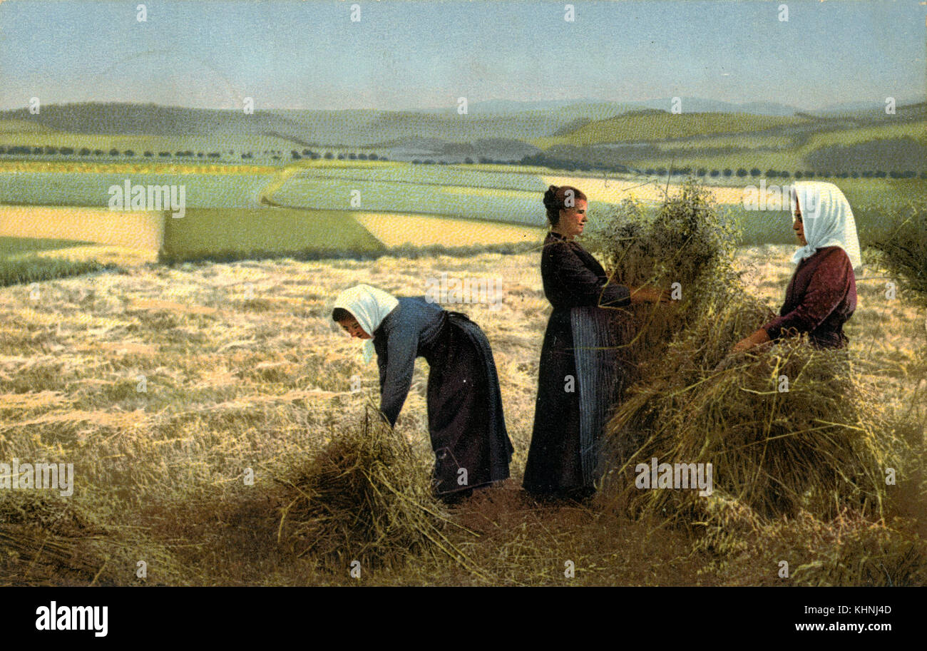 Women binding sheaves in the field (Frauen binden Garben auf dem Feld) Stock Photo