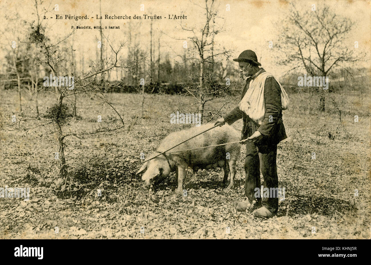 Truffle searching with a pig in Perigord (Trüffelsuche mit einem Schwein im Perigord) Stock Photo