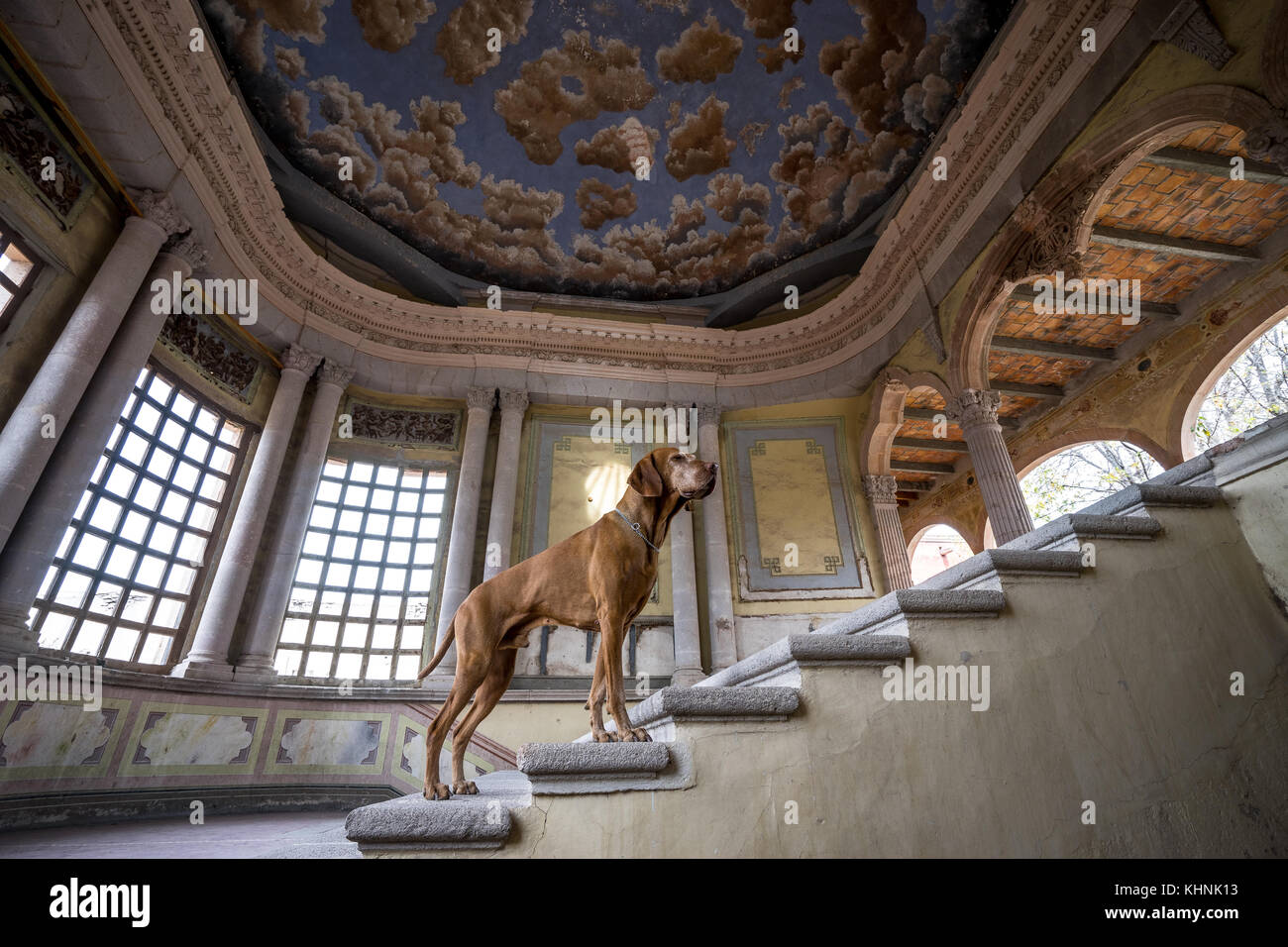vizsla dog statnding on stairs of abandoned hacienda jaral de berrio in mexico Stock Photo