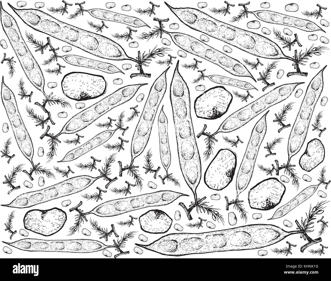 Vegetable, Illustration of Hand Drawn Sketch Fresh Cluster Bean or Guar Isolated on White Background. Stock Vector