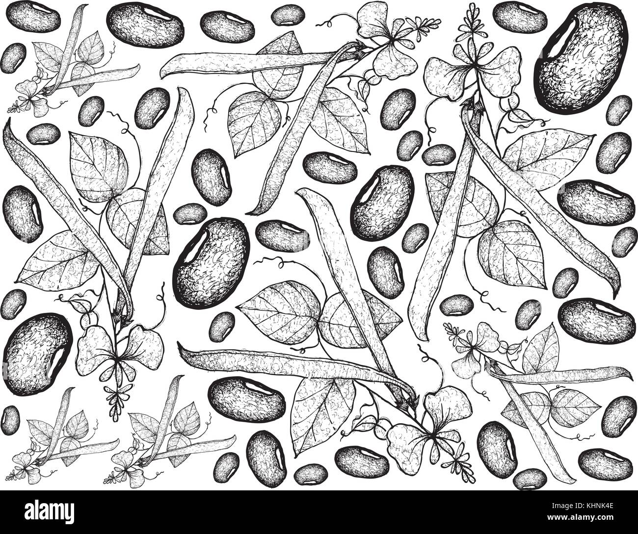 Vegetable, Illustration Background Pattern of Hand Drawn Sketch Fresh Runner Beans, Used in Both Sweet and Savory Recipes. Stock Vector