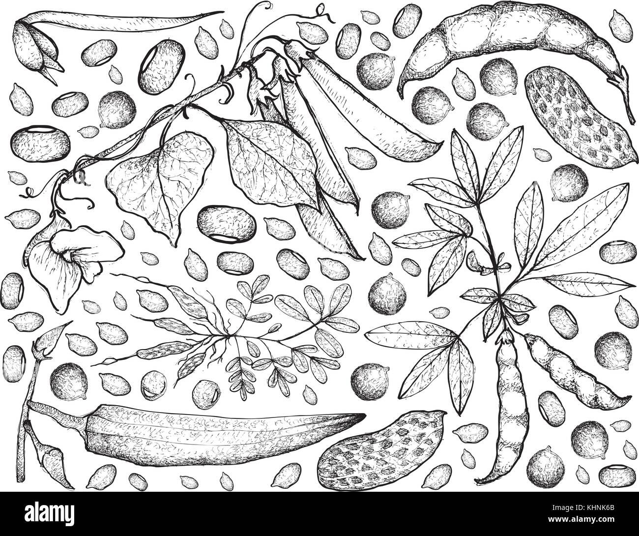 Vegetable, Illustration Background Pattern of Hand Drawn Sketch Fresh Podded Vegetables Isolated on White. Stock Vector