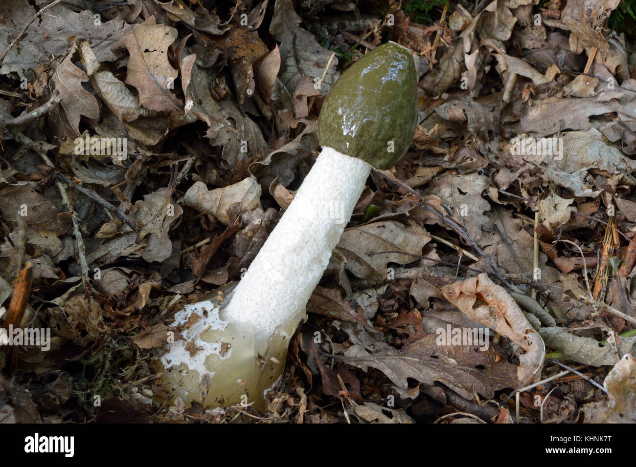 Phallus impudicus, commonly known as common stinkhorn, is a widespread ...