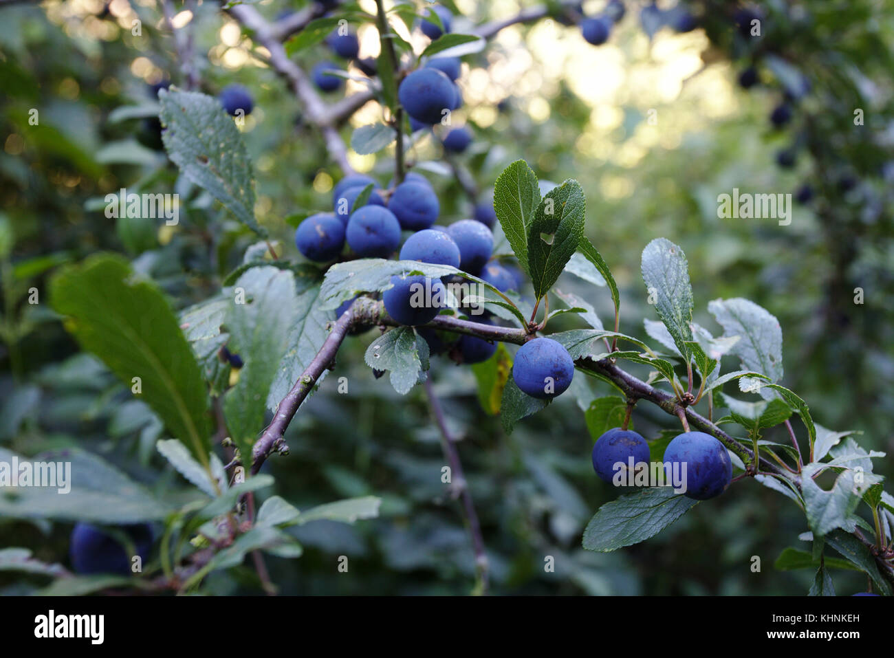 A blackthorn twig covered in sloes on a tree growing wild in Norfolk, England Stock Photo