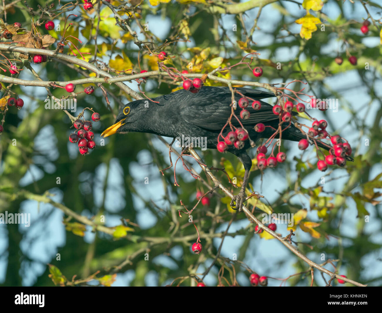 Blackbirds Turdus merula male feeding on berries in hawthorn hedge Norfolk Stock Photo