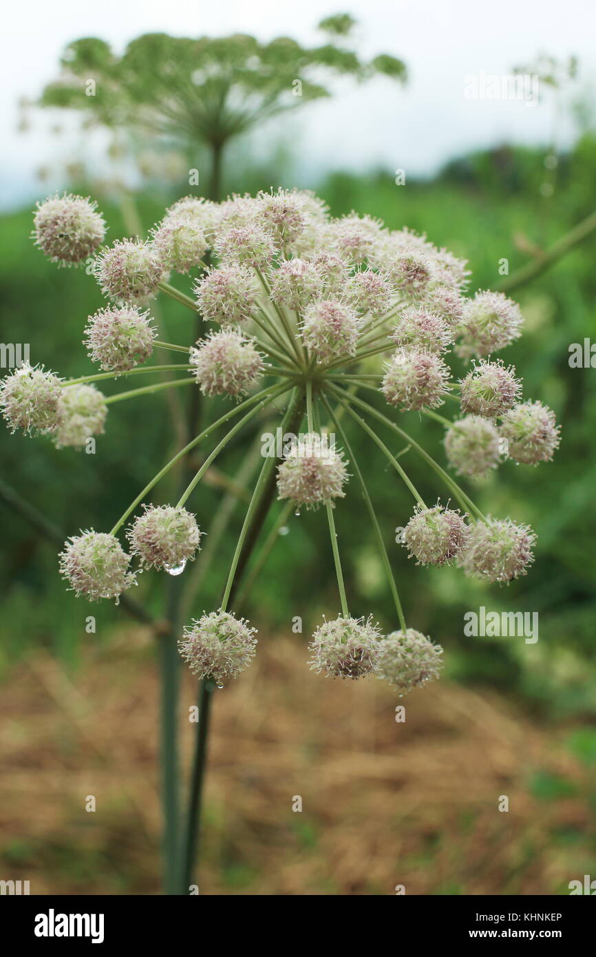 flower, poisonous flowers, poisonous, poison, toxic, wildflower