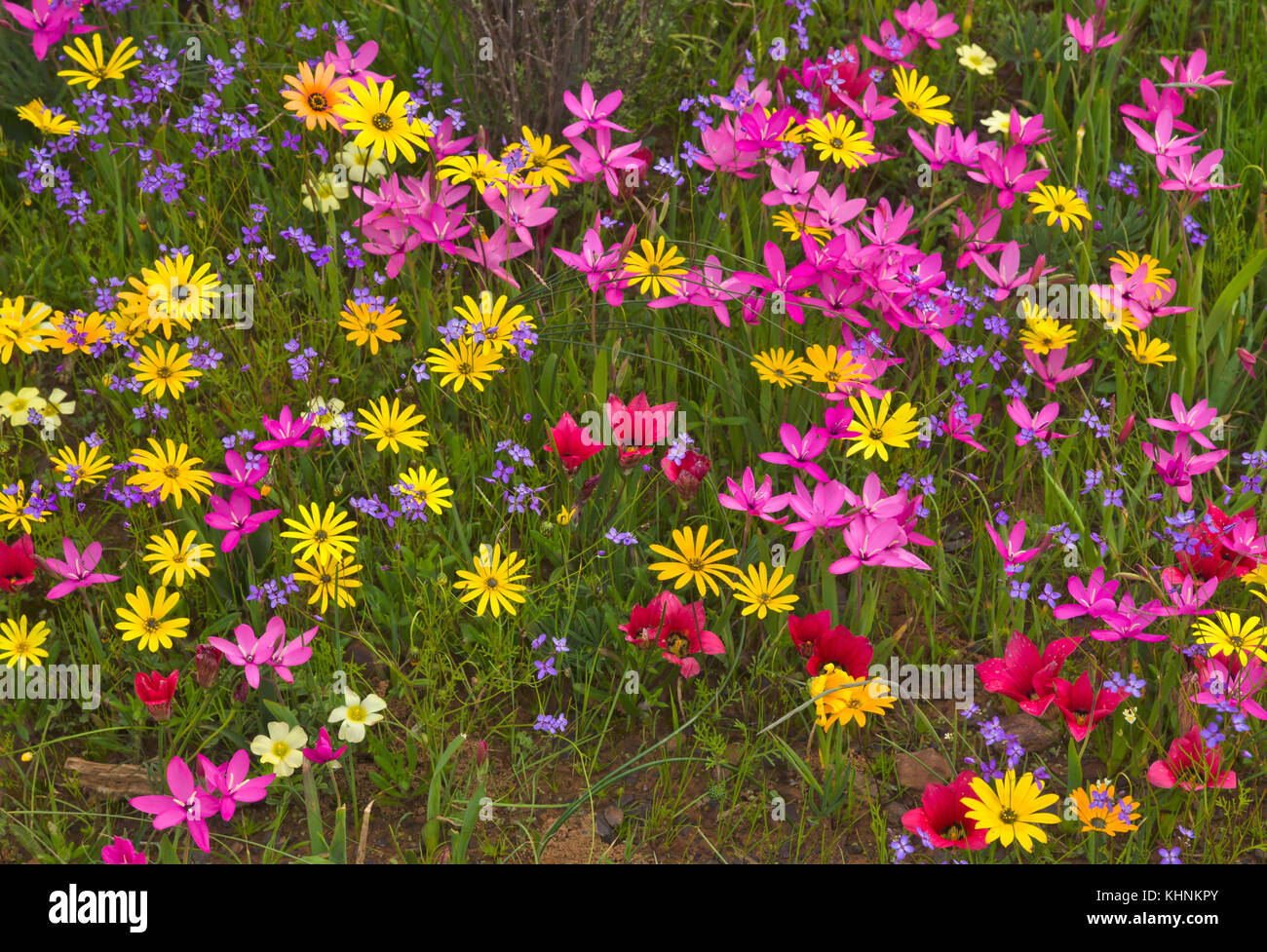 Glandular Cape Marigold (Dimorphotheca sinuata) and Painted Petal