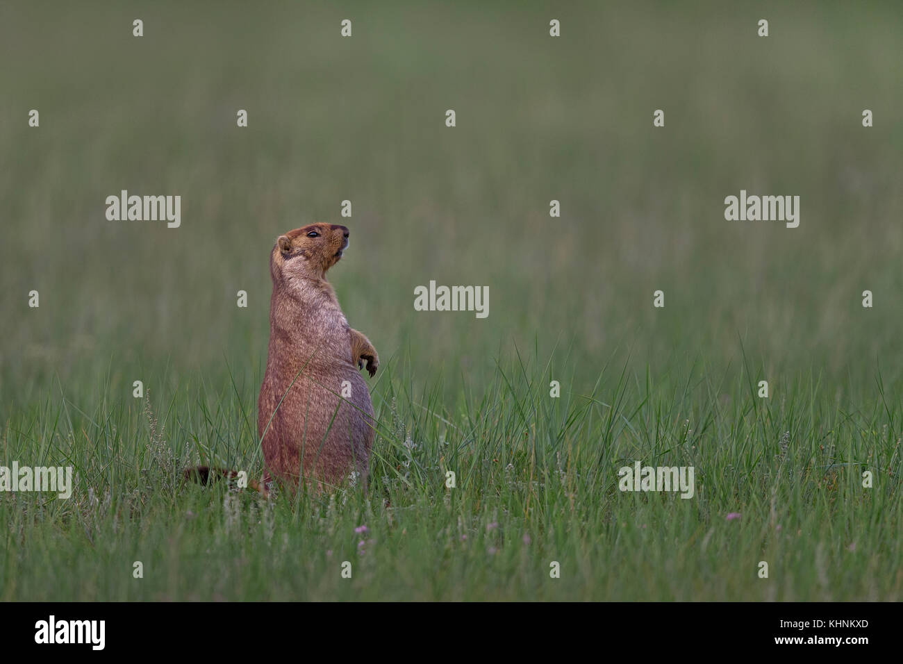 Siberian Marmot (Marmota sibirica) on alert, eastern Mongolia Stock