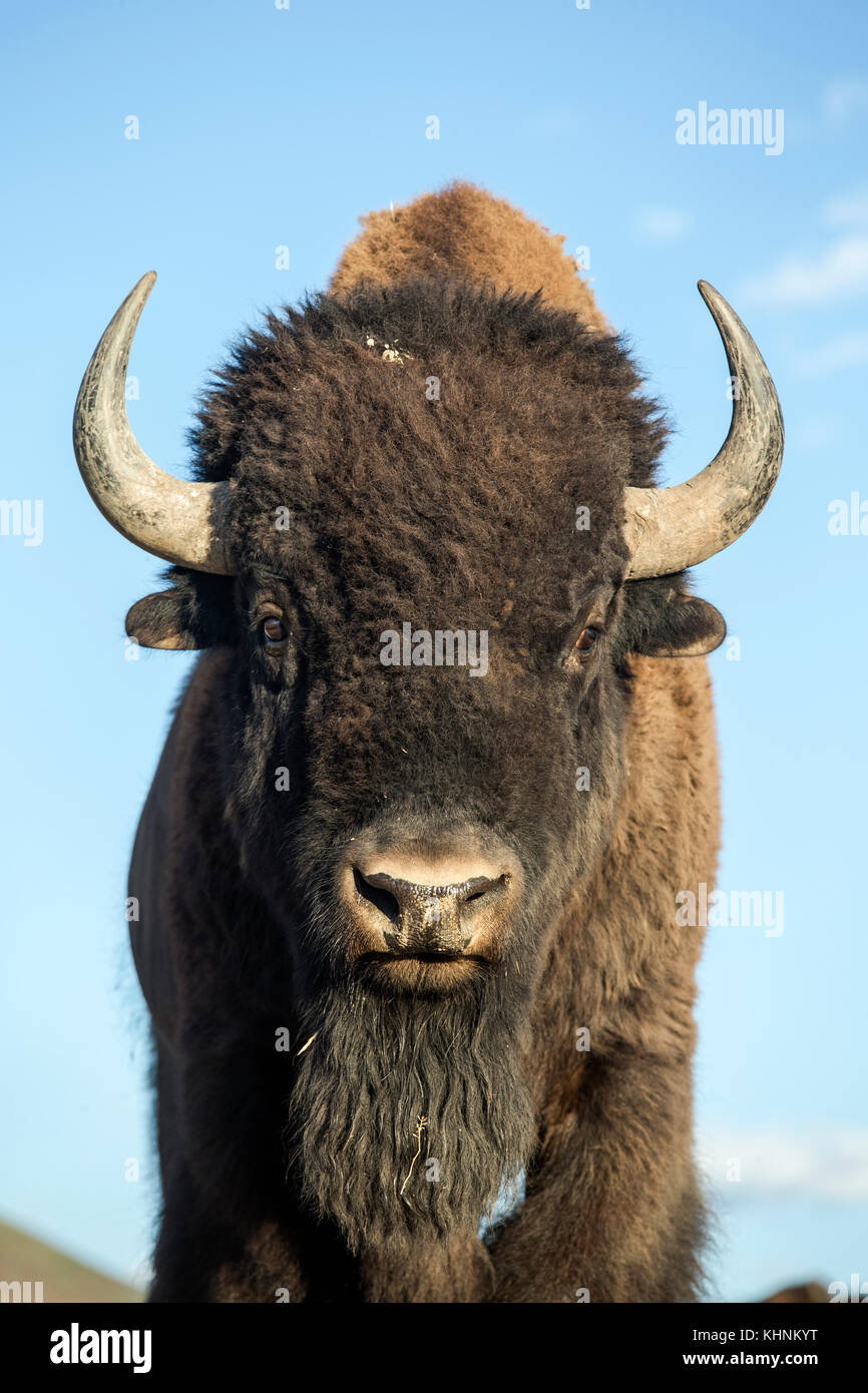 American Bison (Bison bison) bull, Mission Valley, Montana Stock Photo