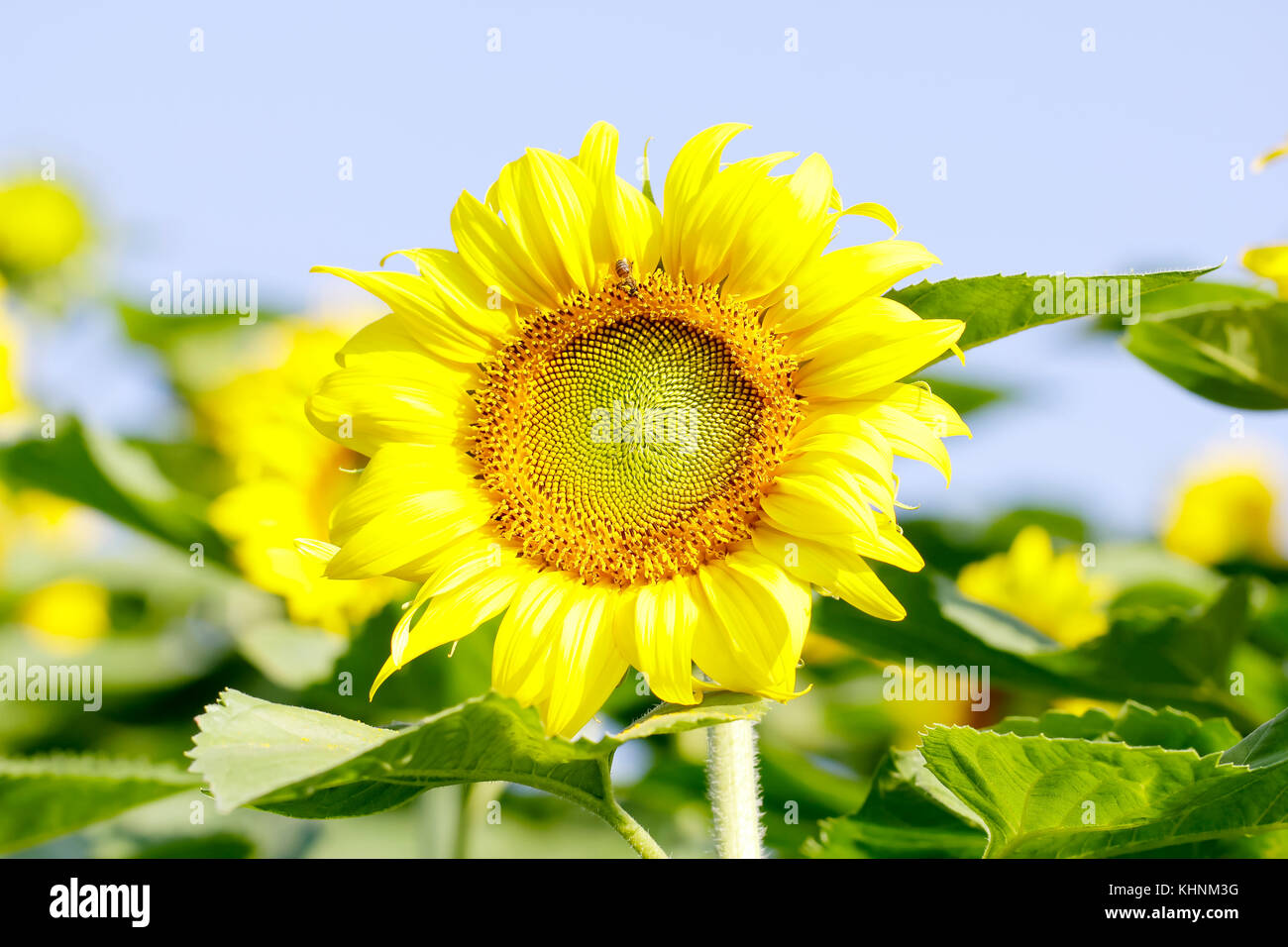 Sunflowers garden. Sunflowers have abundant health benefits. Sunflower