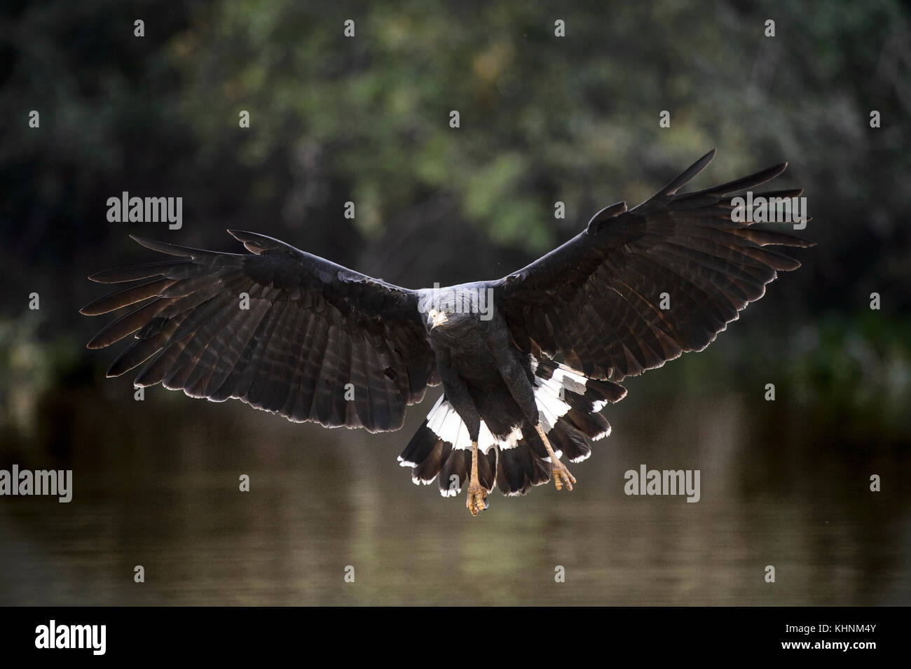 Zone-tailed Hawk (buteo Albonotatus) Flying, Brazil Stock Photo - Alamy