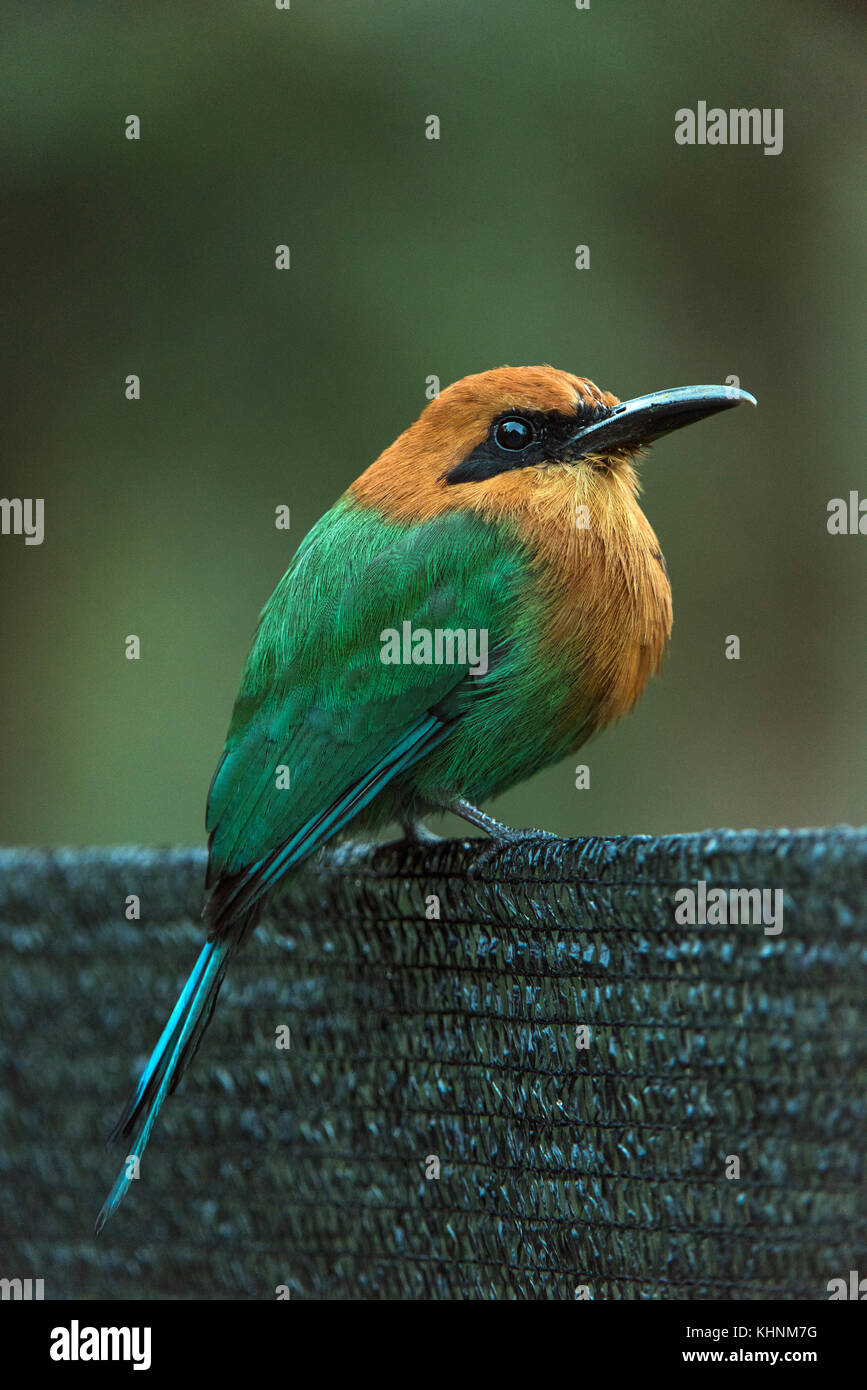 Rufous Motmot (Baryphthengus martii), Mashpi Rainforest Biodiversity