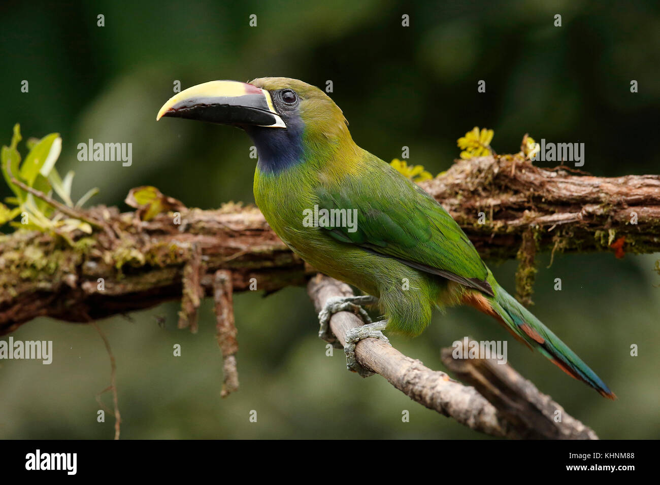 Emerald Toucanet (Aulacorhynchus prasinus), Costa Rica Stock Photo - Alamy