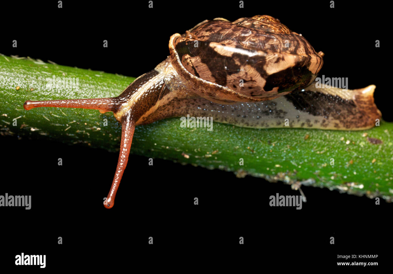 Snail with red eye stalks, Gunung Leuser National Park, Sumatra, Indonesia Stock Photo Alamy