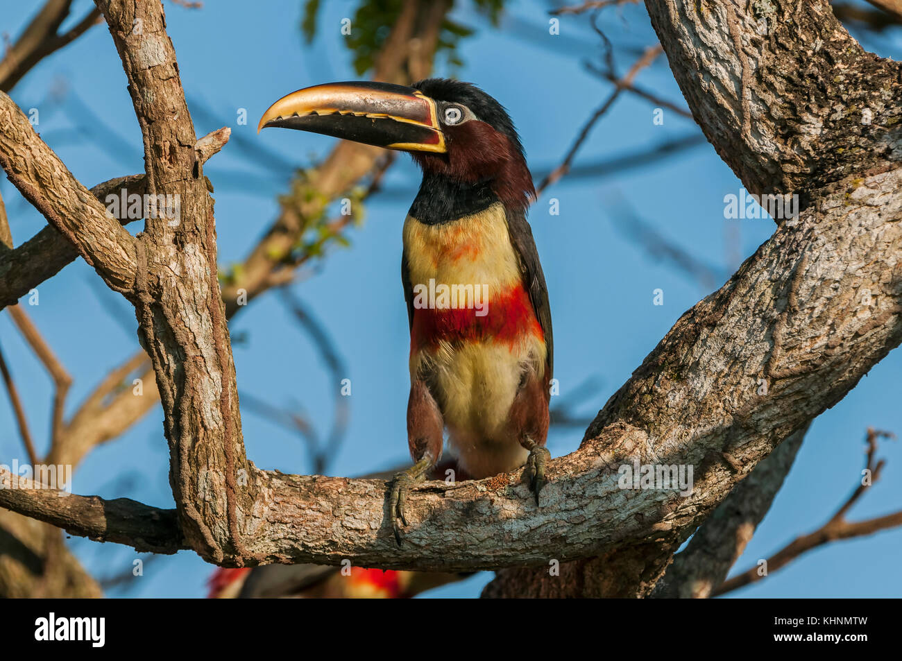 chestnut-eared-aracari-pteroglossus-castanotis-pantanal-mato-grosso