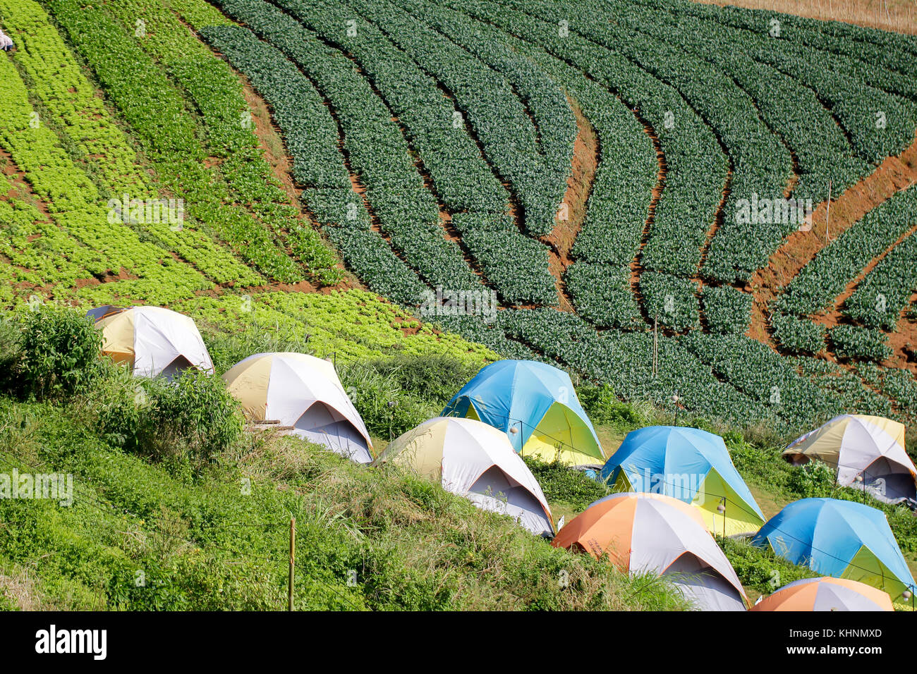 Tourist tents in camp among meadow on the mountain Stock Photo - Alamy