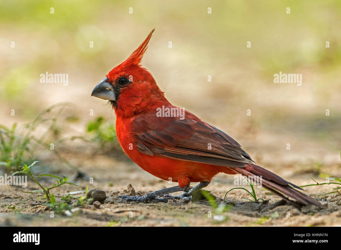 Vermilion Cardinal (Cardinalis phoeniceus) male, Guajira Peninsula, Colombia Stock Photo