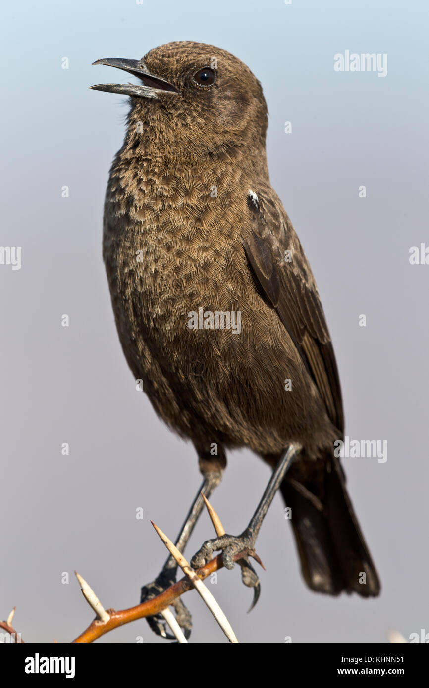 Barratt's Warbler (Bradypterus barratti) calling, Mountain Zebra