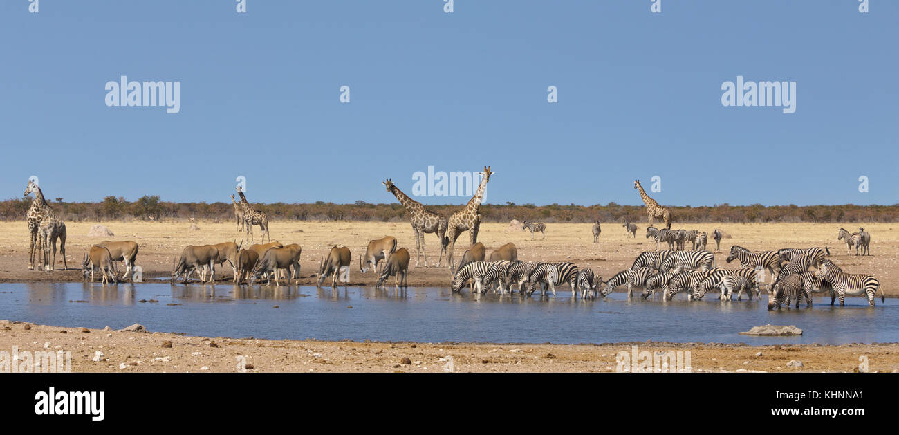 Angolan Giraffe (Giraffa giraffa angolensis) group, Common Elands (Tragelaphus oryx), Zebras (Equus quagga), and Hartmann's Mountain Zebras (Equus zeb Stock Photo