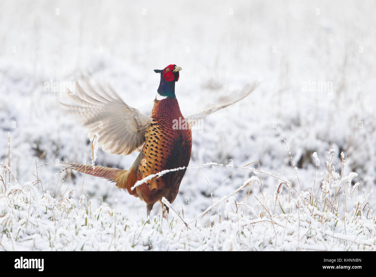 Ring-necked Pheasant (Phasianus colchicus) male displaying in late spring snowfall, Bitterroot Valley, Montana Stock Photo