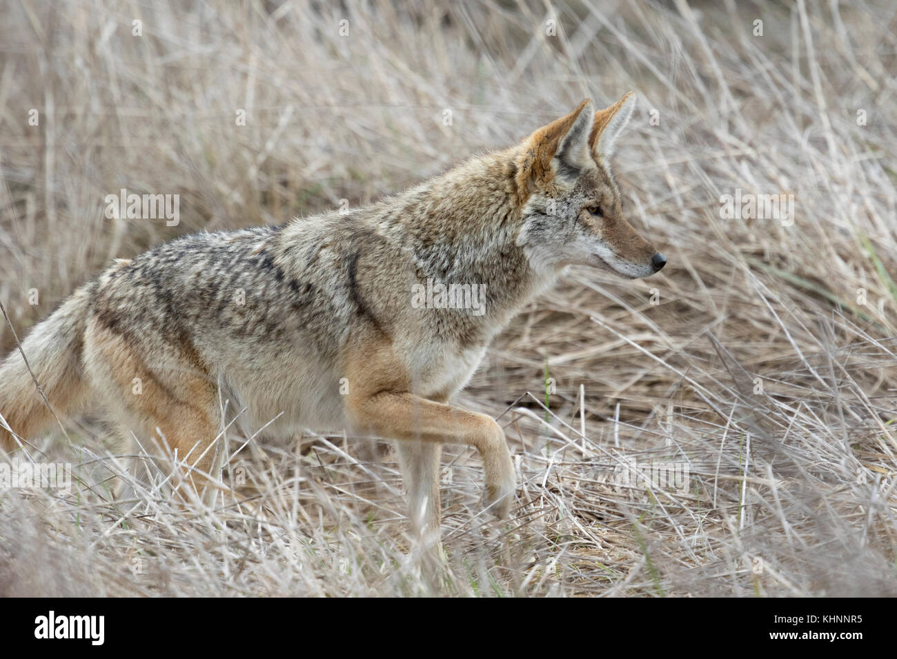 Coyote (Canis latrans) hunting, Point Reyes National Seashore ...