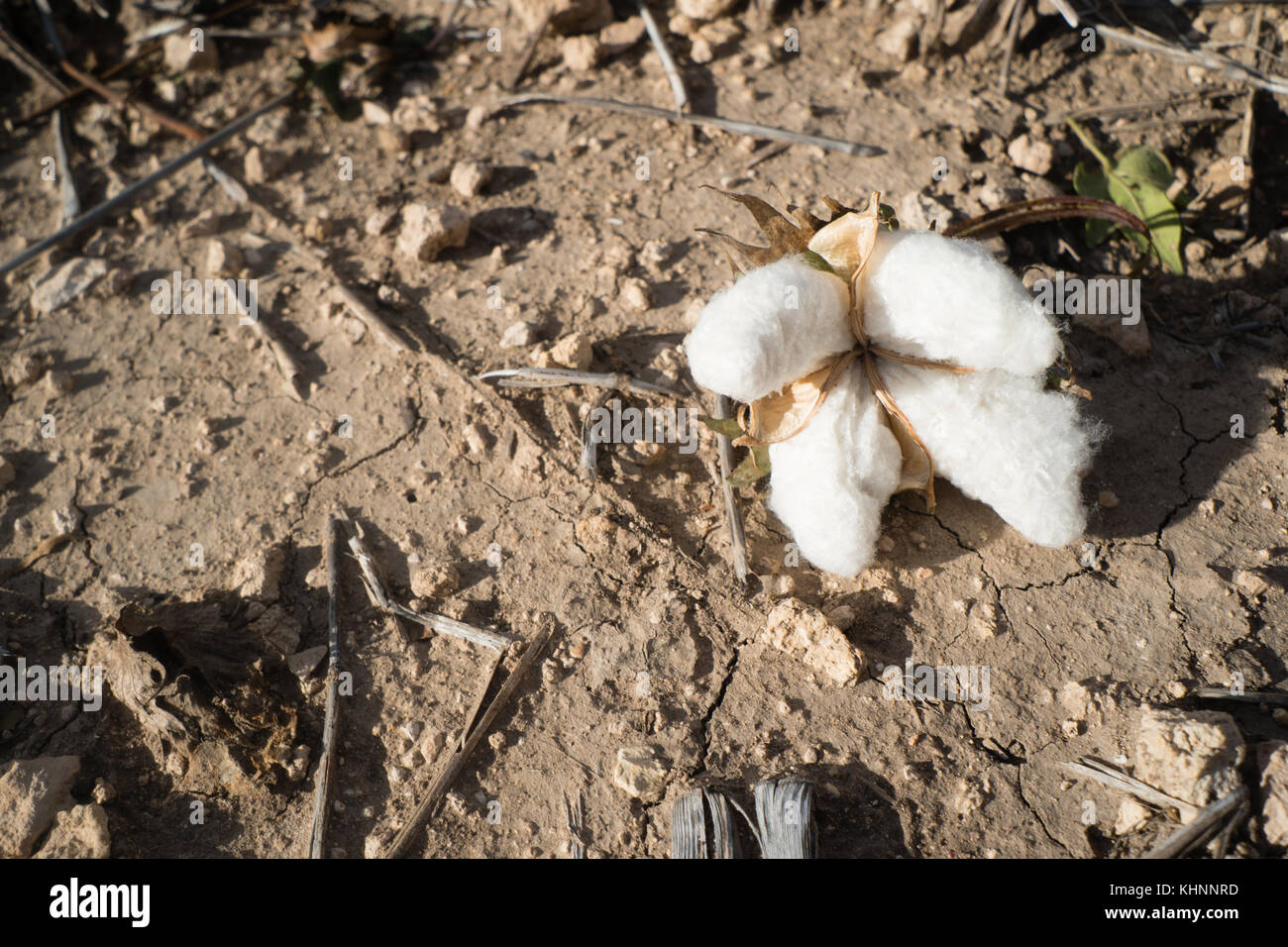 Close up of a fallen opening cotton boll in the field on the ground Stock Photo