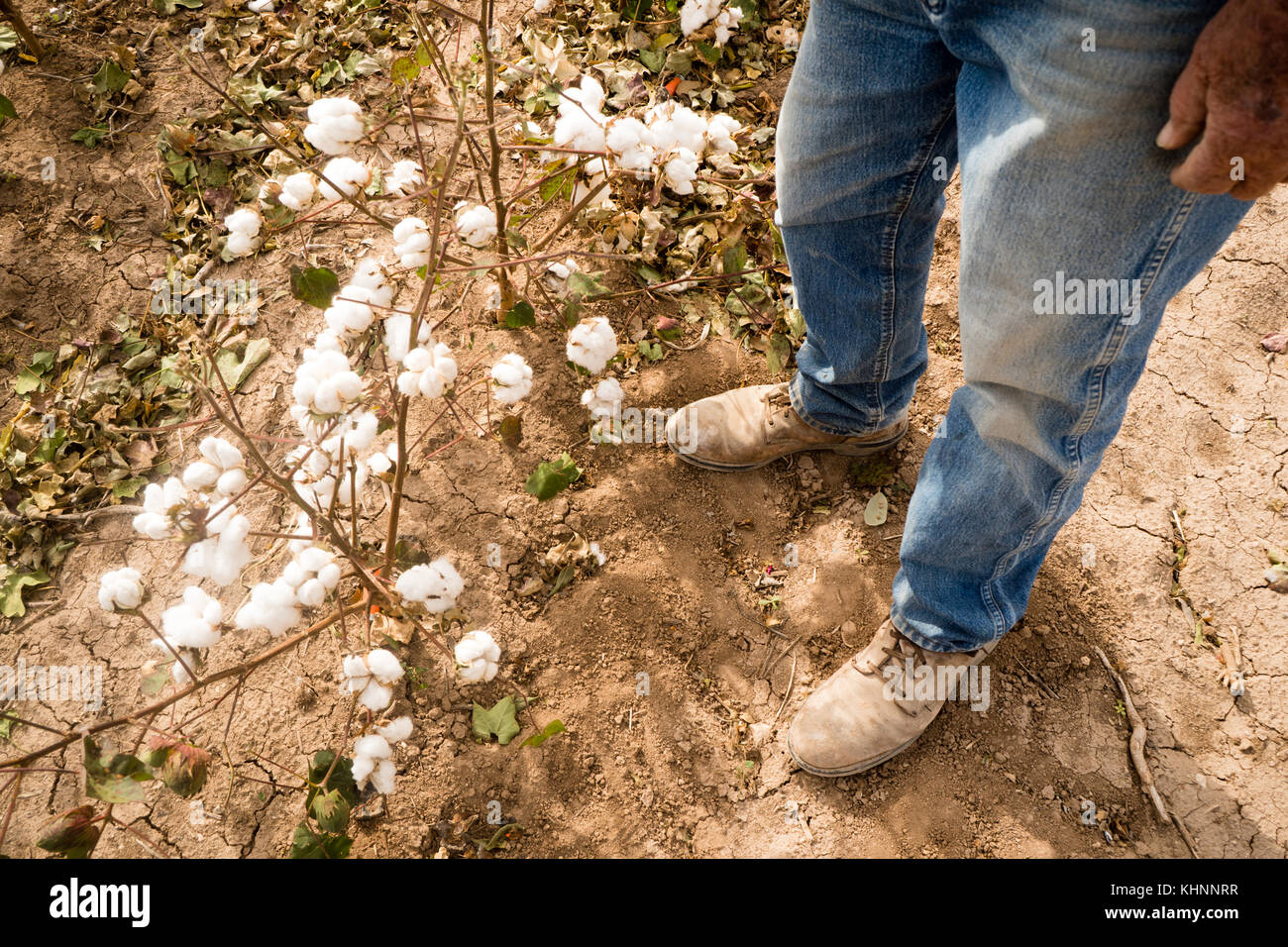 Farmer in work boots stands checking cotton plants before harvest Stock Photo