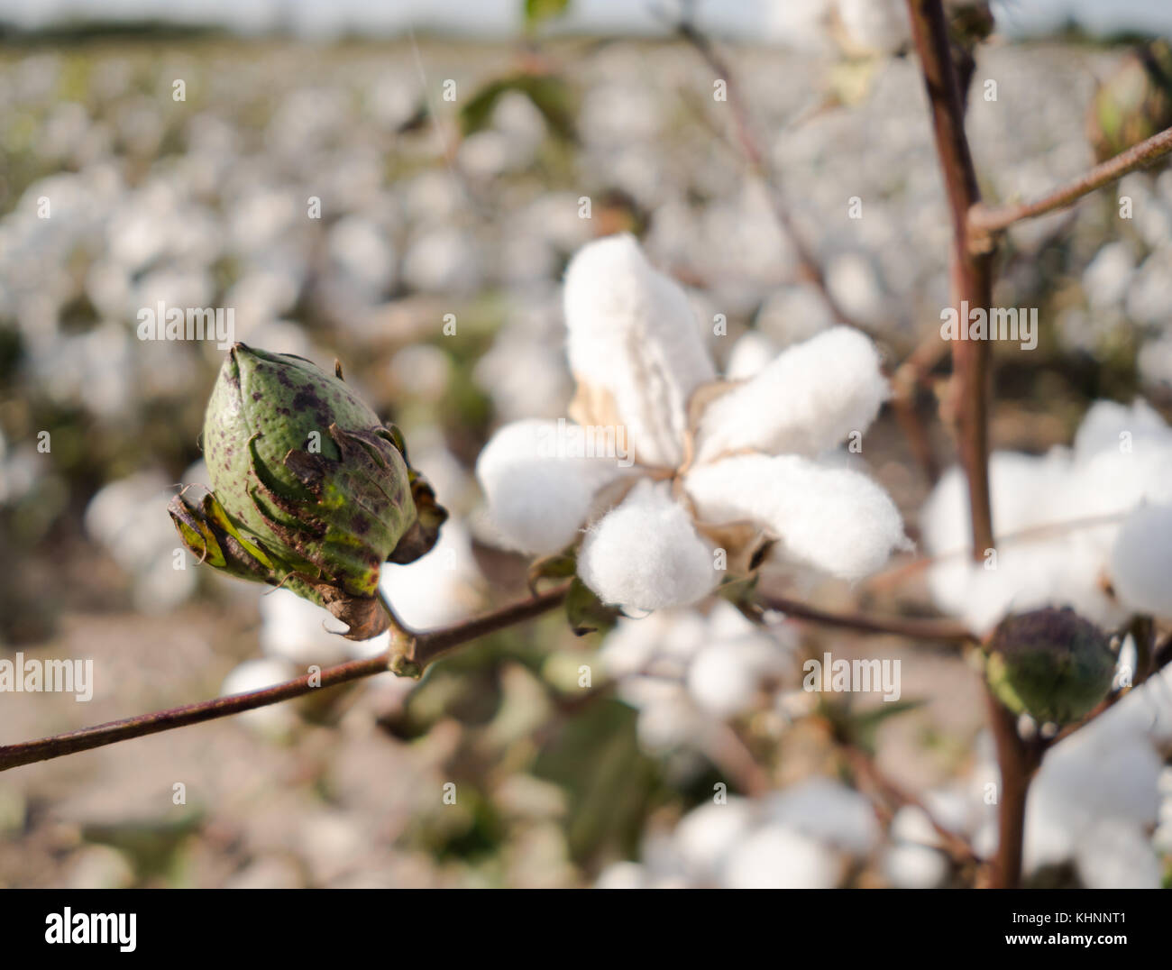 Close up of a closed cotton boll in the field Stock Photo
