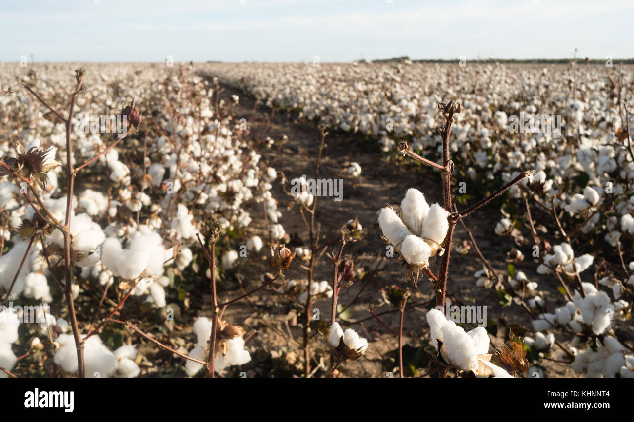 Opening cotton bolls hi-res stock photography and images - Alamy